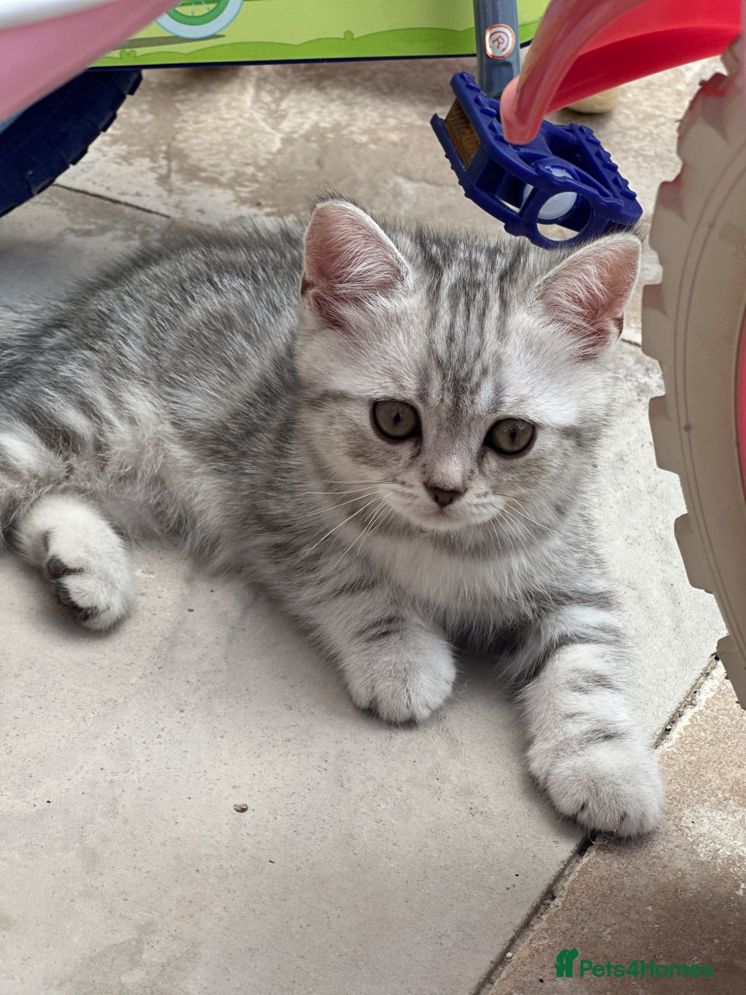 British Shorthair cats British Shorthair Kittens  - Advert 1