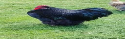 Chickens poultry for sale: Beautiful Orpington Roo in Wrexham - Advert 1
