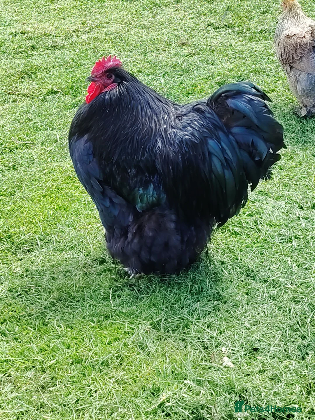Chickens poultry for sale: Beautiful Orpington Roo in Wrexham - Advert 1