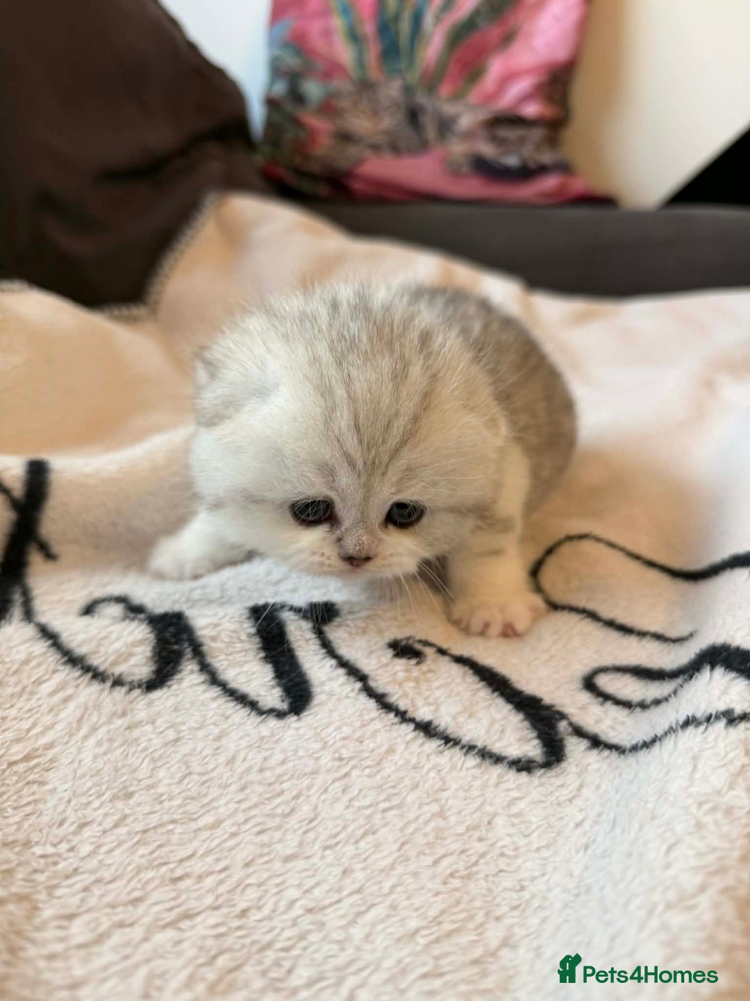 Scottish Fold cats for sale: Scottish fold / straight Kittens  - Advert 16