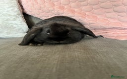 Mini Lop rabbits for sale: Beautiful mini lop rabbits for sale - Image 20