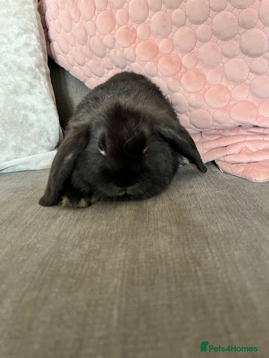 Mini Lop rabbits for sale: Beautiful mini lop rabbits for sale - Image 20