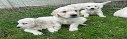 Golden Retriever dogs for sale: Beautiful Golden Retriever Puppies in Knutsford - Advert 2
