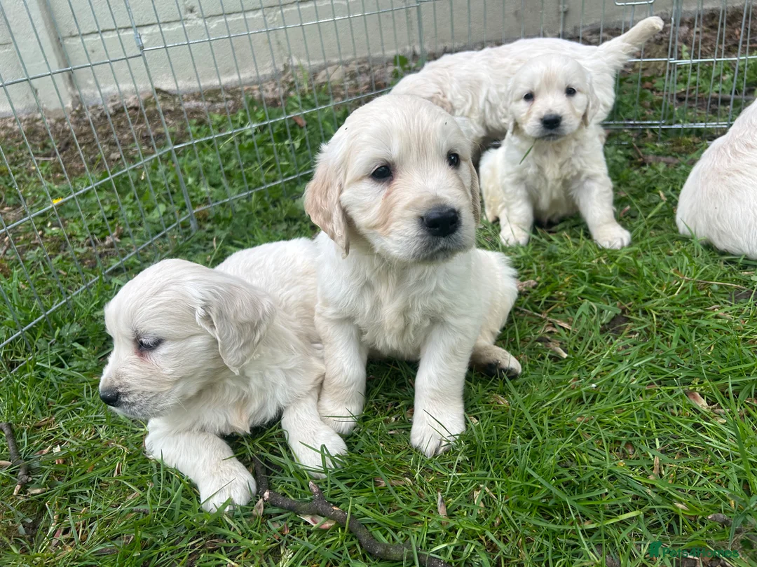 Golden Retriever dogs for sale: Beautiful Golden Retriever Puppies in Knutsford - Advert 2