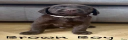 Labrador Retriever dogs for sale: Beautiful KC Chocolate Labrador Retriever Puppies - Advert 5