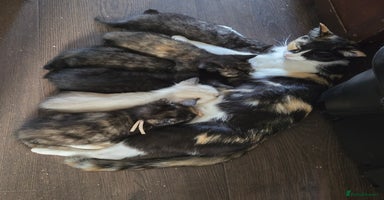 Mixed Breed cats - Advert 6