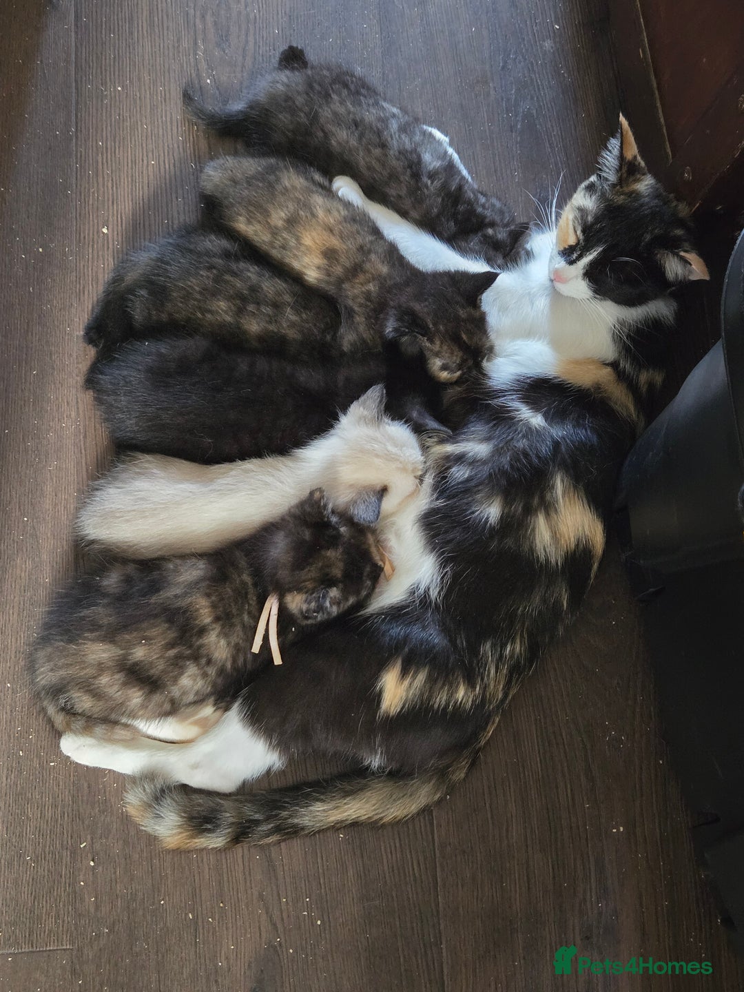 Mixed Breed cats for sale: 7 Half-Ragdolls  - Image 2