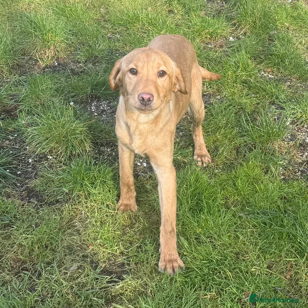 Labrador Retriever dogs for sale: 🧡 Older Yellow & Red RKC Labrador Boys 💛 - Advert 18