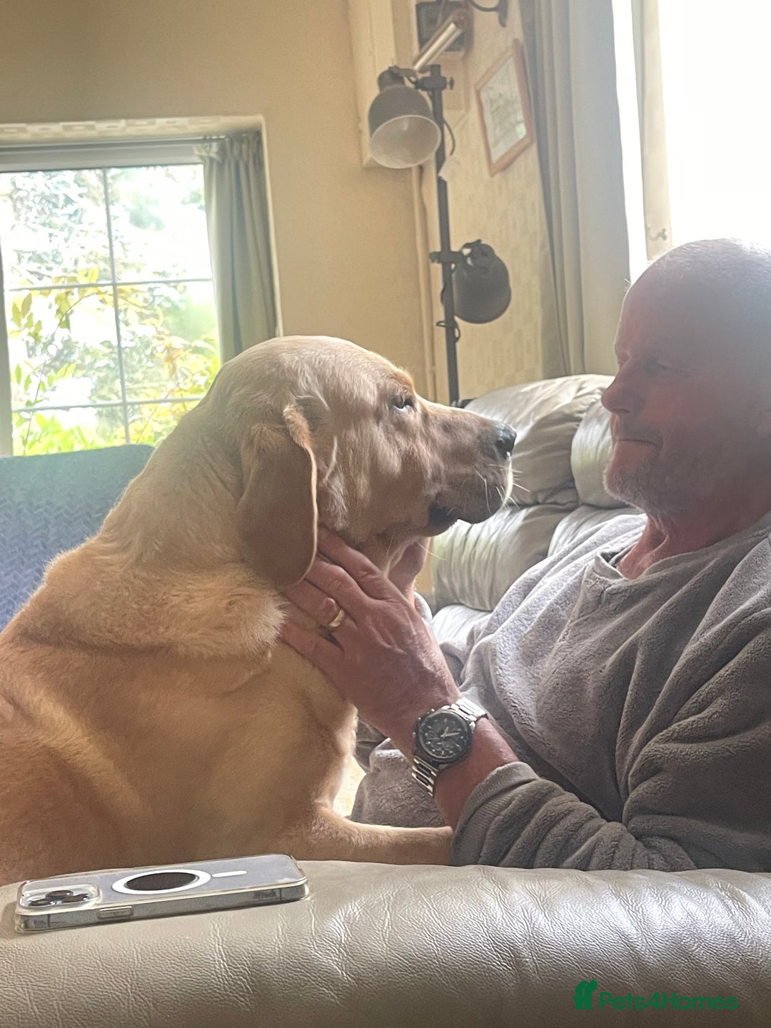 Goldador dogs for stud: Stunning Goldador for Stud in Oswestry - Advert 34