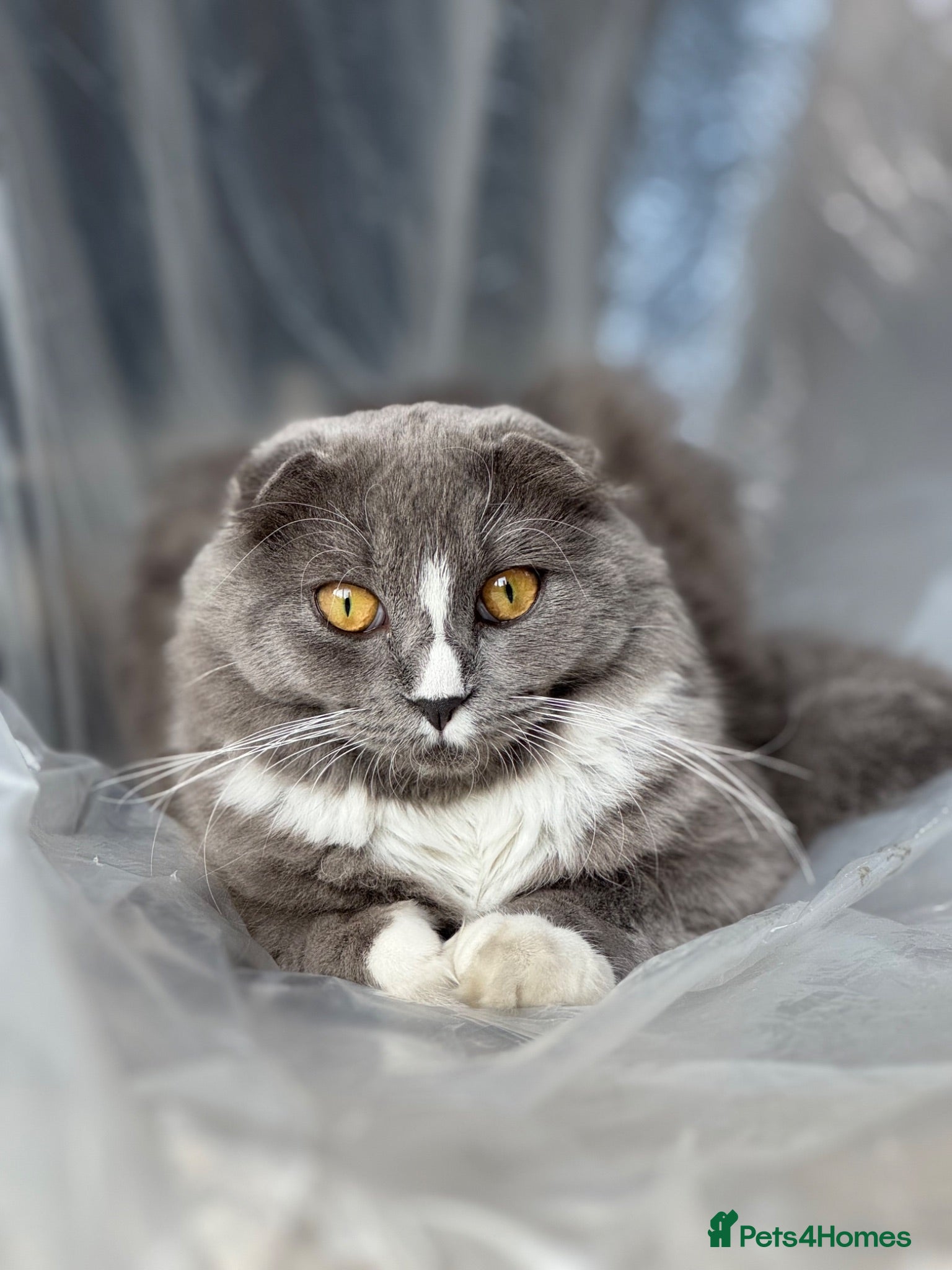 Scottish Fold cats Scottish fold cross - Advert 1