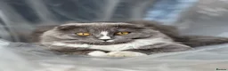 Scottish Fold cats for sale: Scottish fold cross - Advert 1