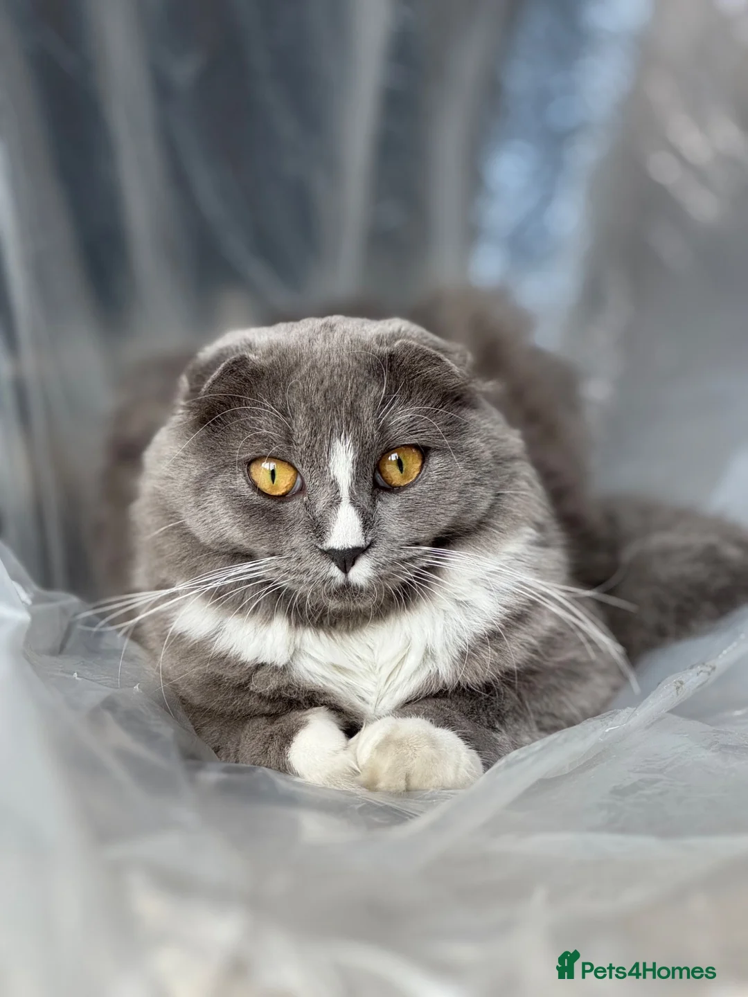 Scottish Fold cats for sale: Scottish fold cross - Advert 1