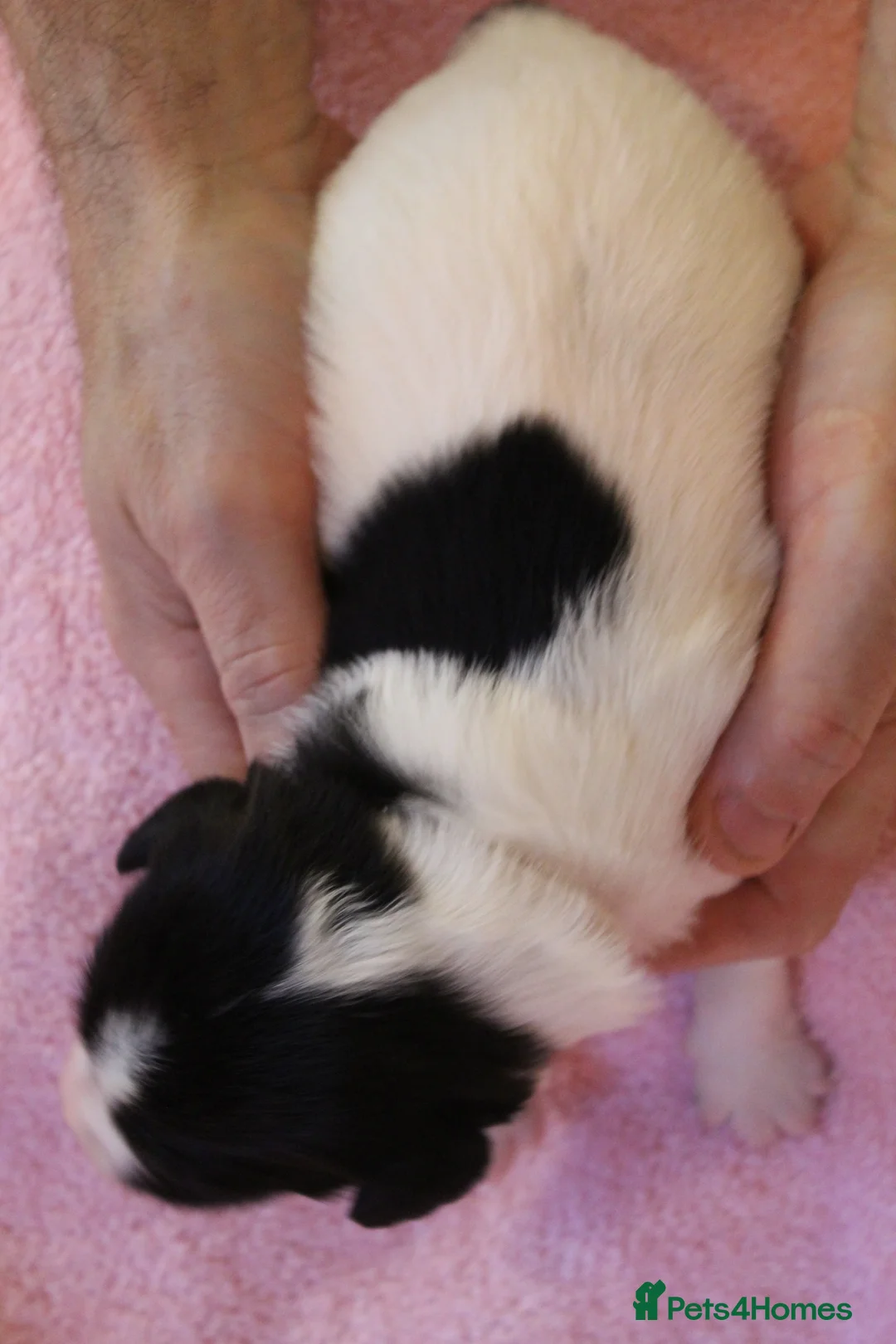 Sprollie dogs for sale: Intelligent & Affectionate Sprollie Puppies  - Advert 18