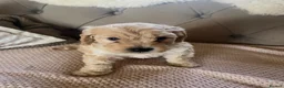 Cockapoo dogs for sale: Lovely F1 Cockapoos in Radstock - Advert 10