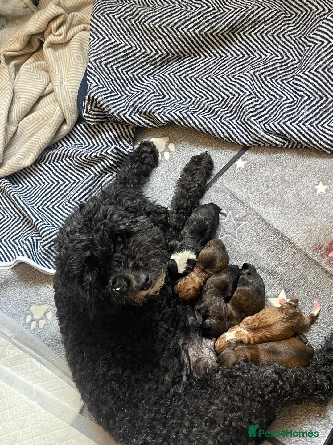 Mixed Breed dogs for sale: Adorable Chi-poo Puppies - Advert 6