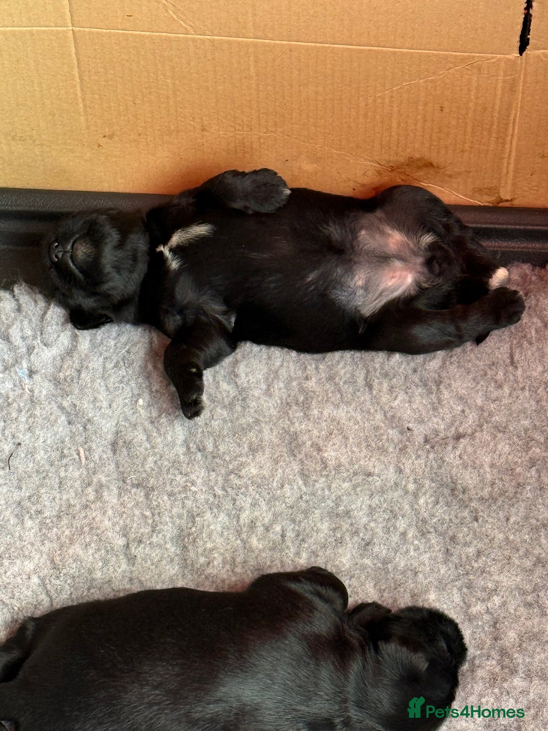 Miniature Schnauzer dogs for sale: Stunning pure black miniature schnauzer puppy - Image 10