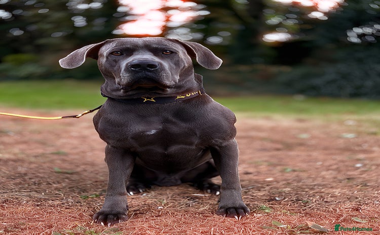 Cane Corso dogs - Advert 3