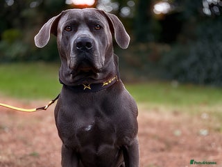 Cane Corso dogs - Advert 29