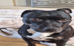 Staffordshire Bull Terrier dogs for sale: Mrs v e collier  - Image 7