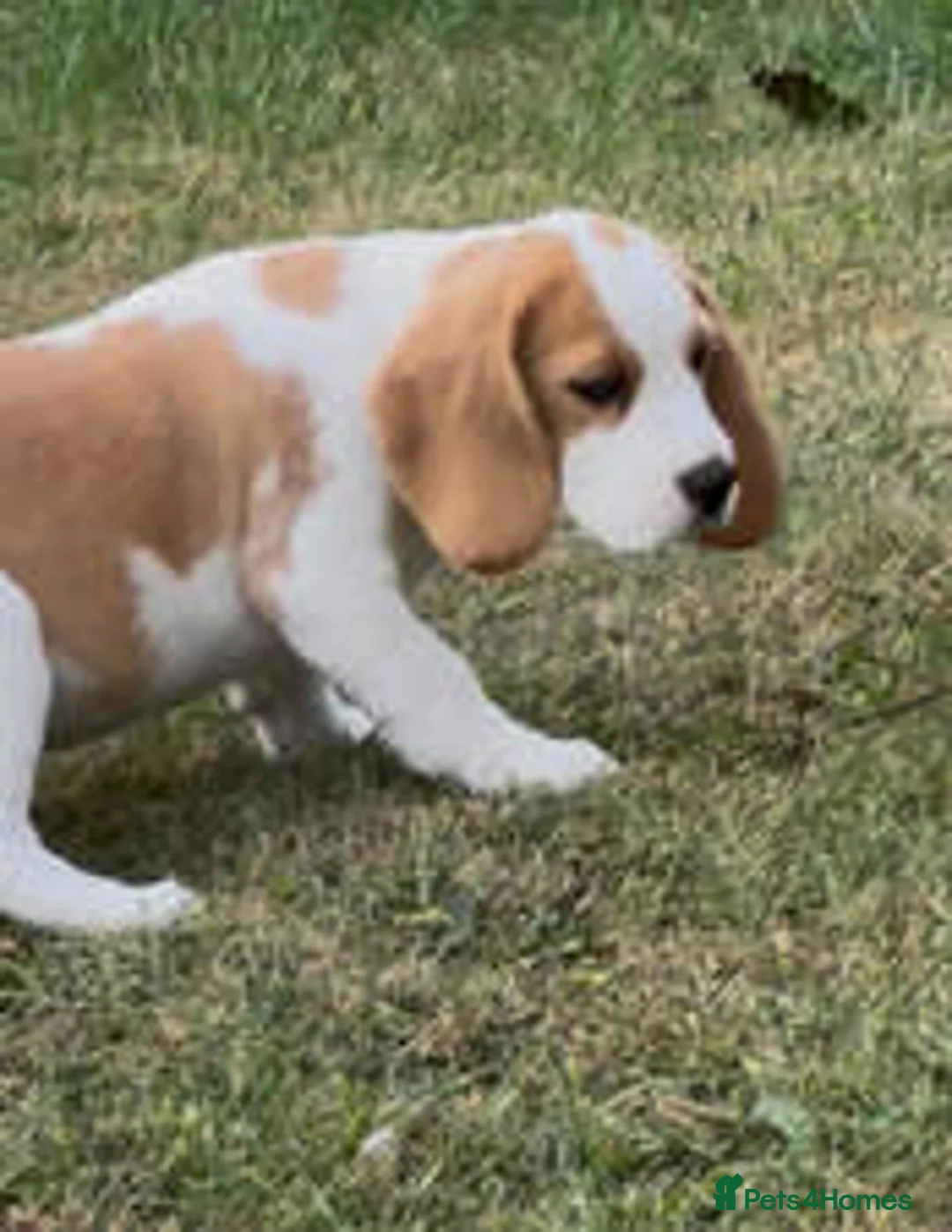 Beagle dogs for sale: BEAUTIFUL RKC PUPPIES FROM RENOWNED TOP BREEDER  - Advert 1
