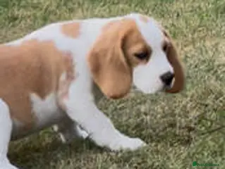 Beagle dogs BEAUTIFUL RKC PUPPIES FROM RENOWNED TOP BREEDER - Advert 3