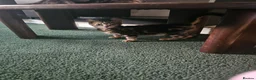 American Shorthair cats for sale: American Shorthair kittens - Advert 3