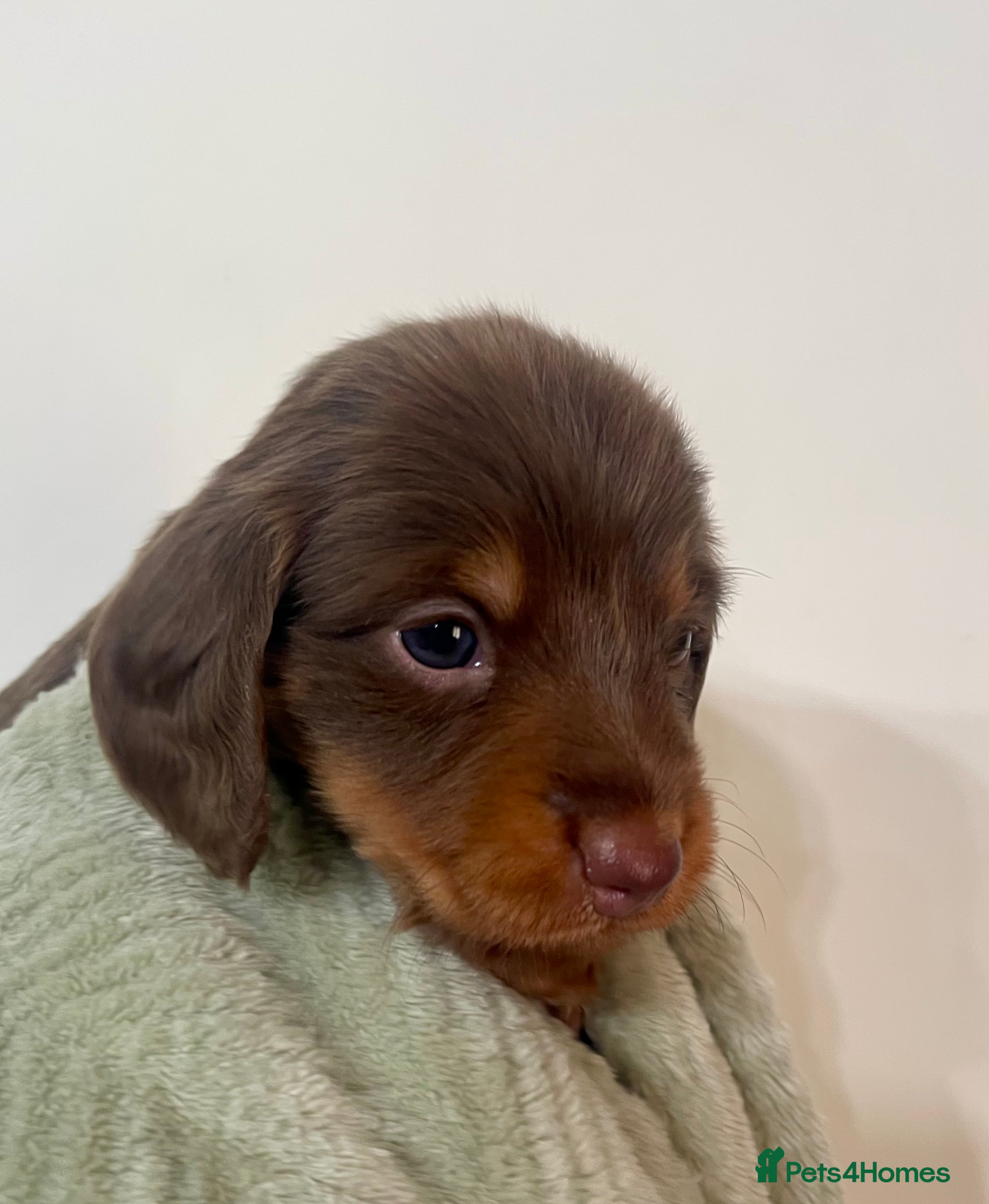 Miniature Dachshund dogs KC reg  breed standard Miniature Dachshund puppies - Advert 2