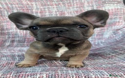 French Bulldog dogs for sale: REDUCED PRICE READY TO LEAVE NOW - Image 5
