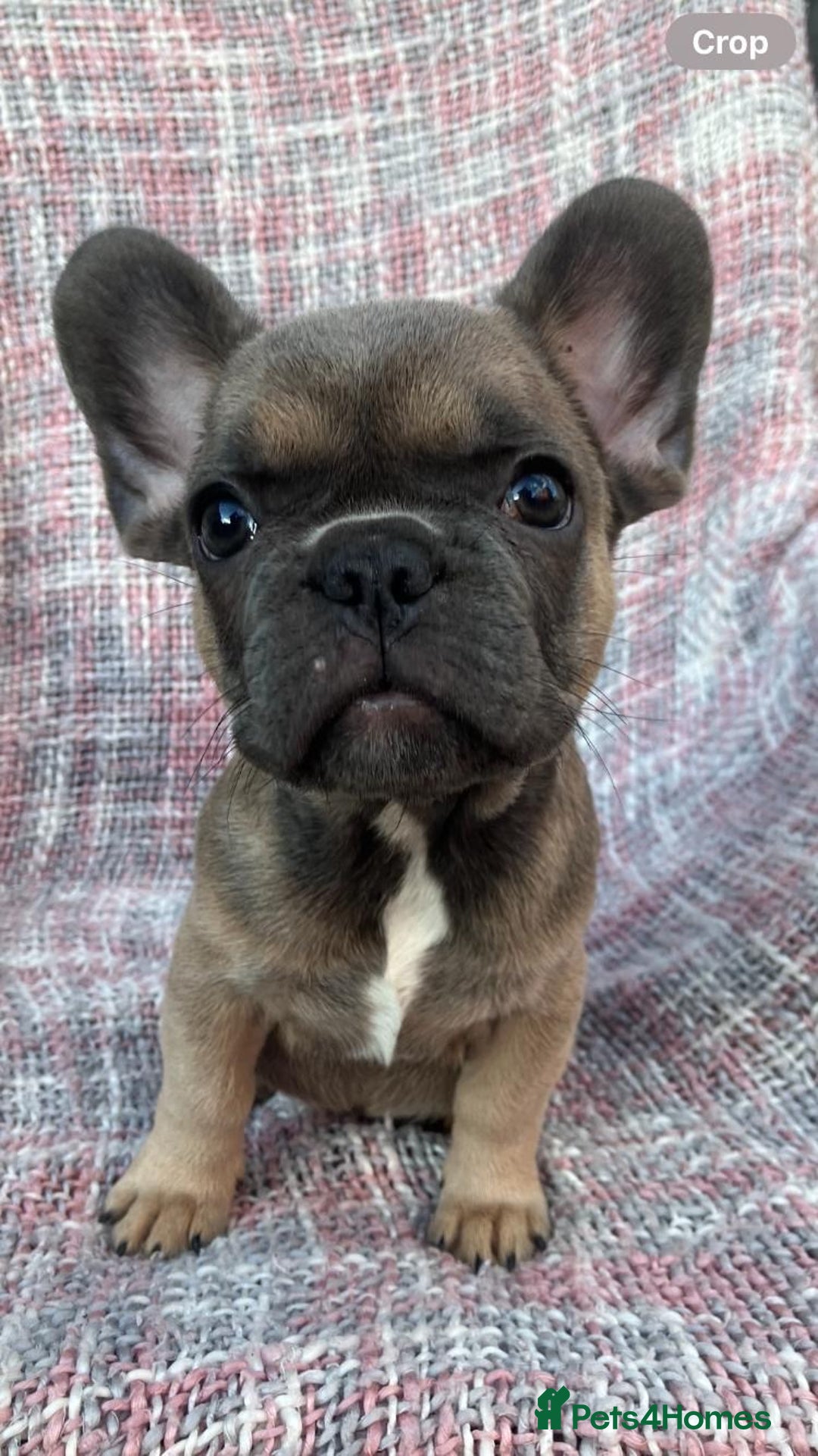French Bulldog dogs for sale: REDUCED PRICE READY TO LEAVE NOW - Image 5