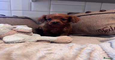 Cavapoo dogs - Advert 3