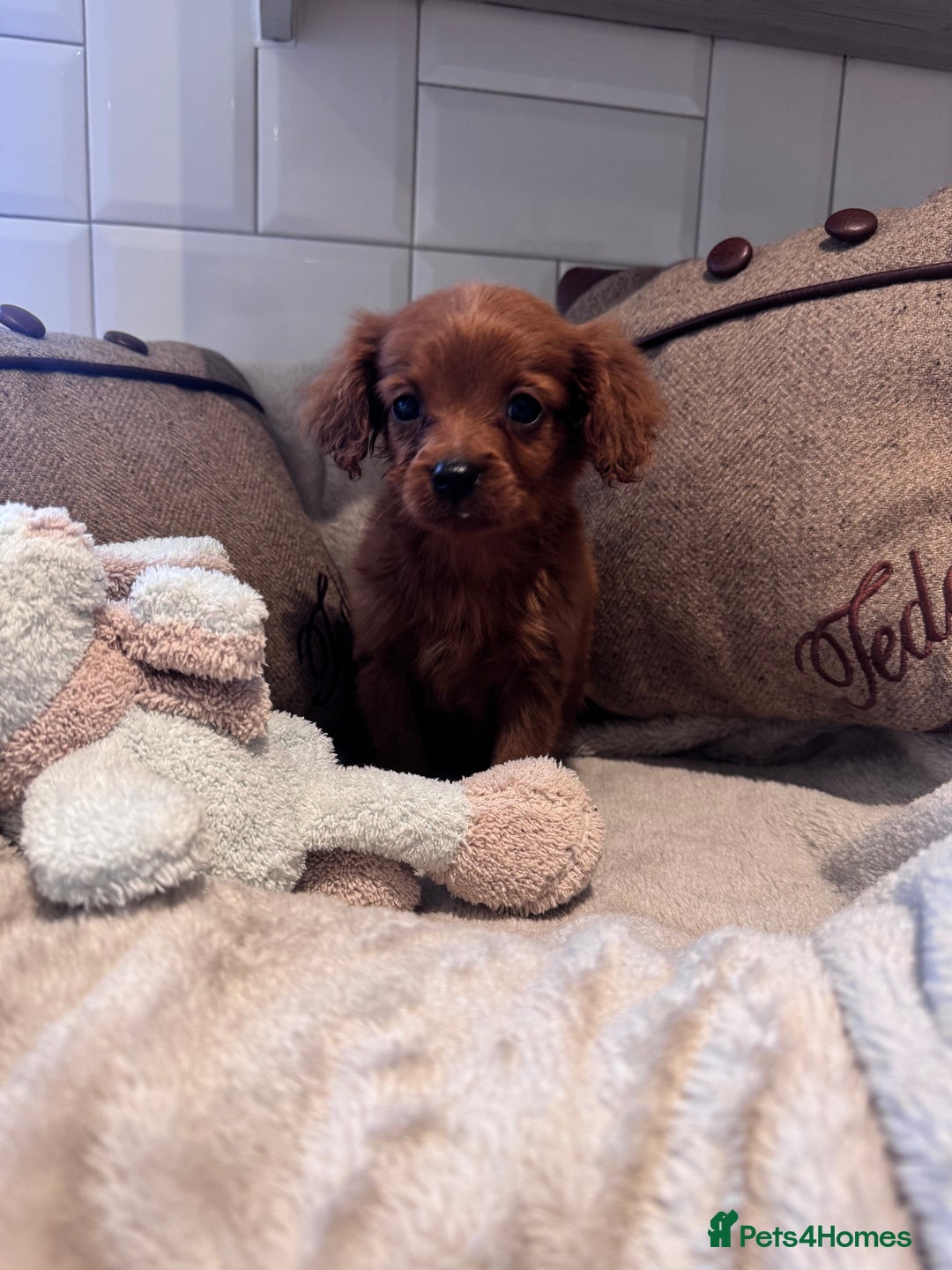 Cavapoo dogs for sale: STANLEY 🎀 - Image 3