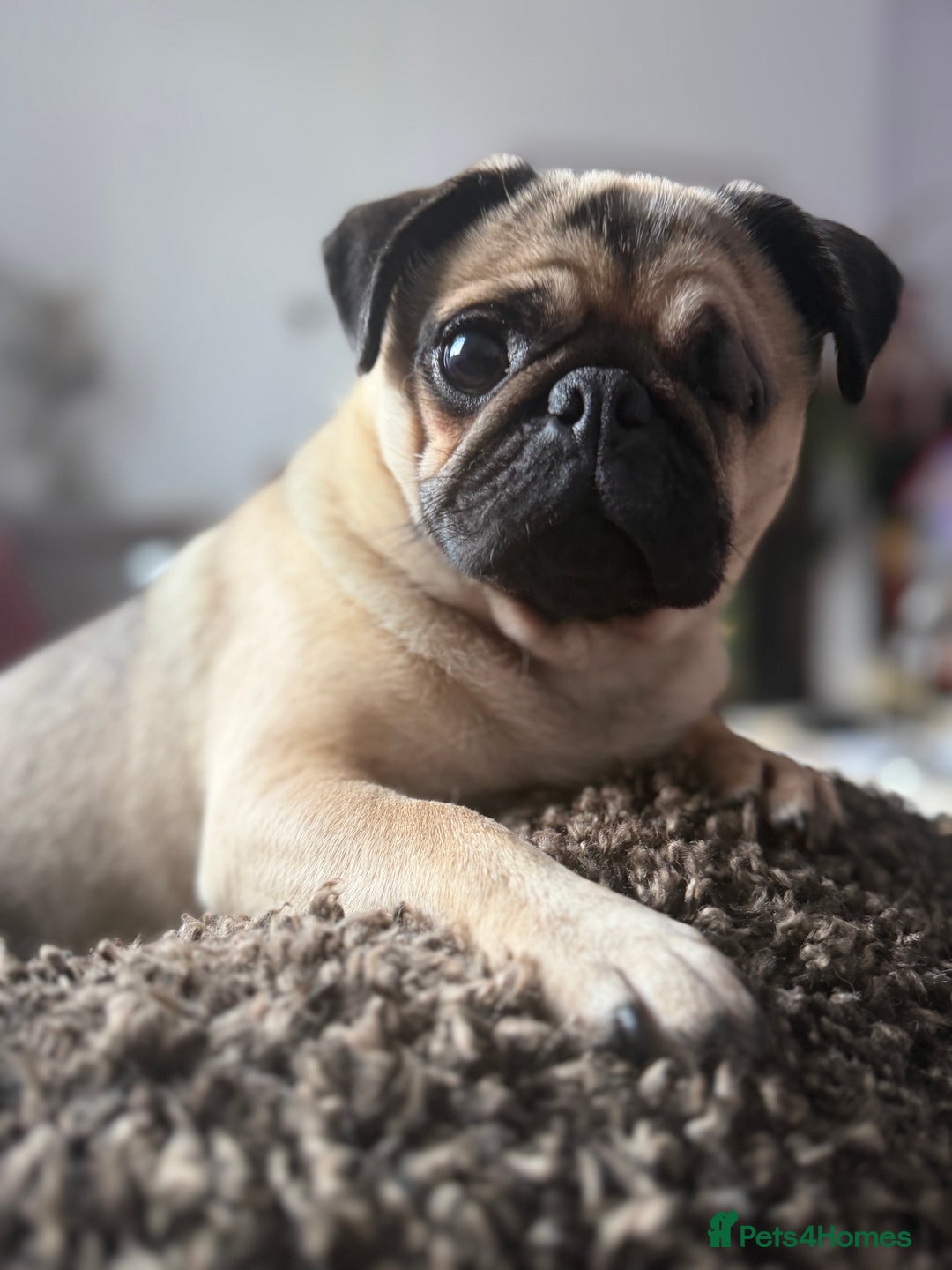 Pug dogs for sale: Bear, the Pug  - Advert 1