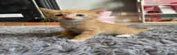 Mixed Breed cats for sale: 3 kittens  - Advert 11