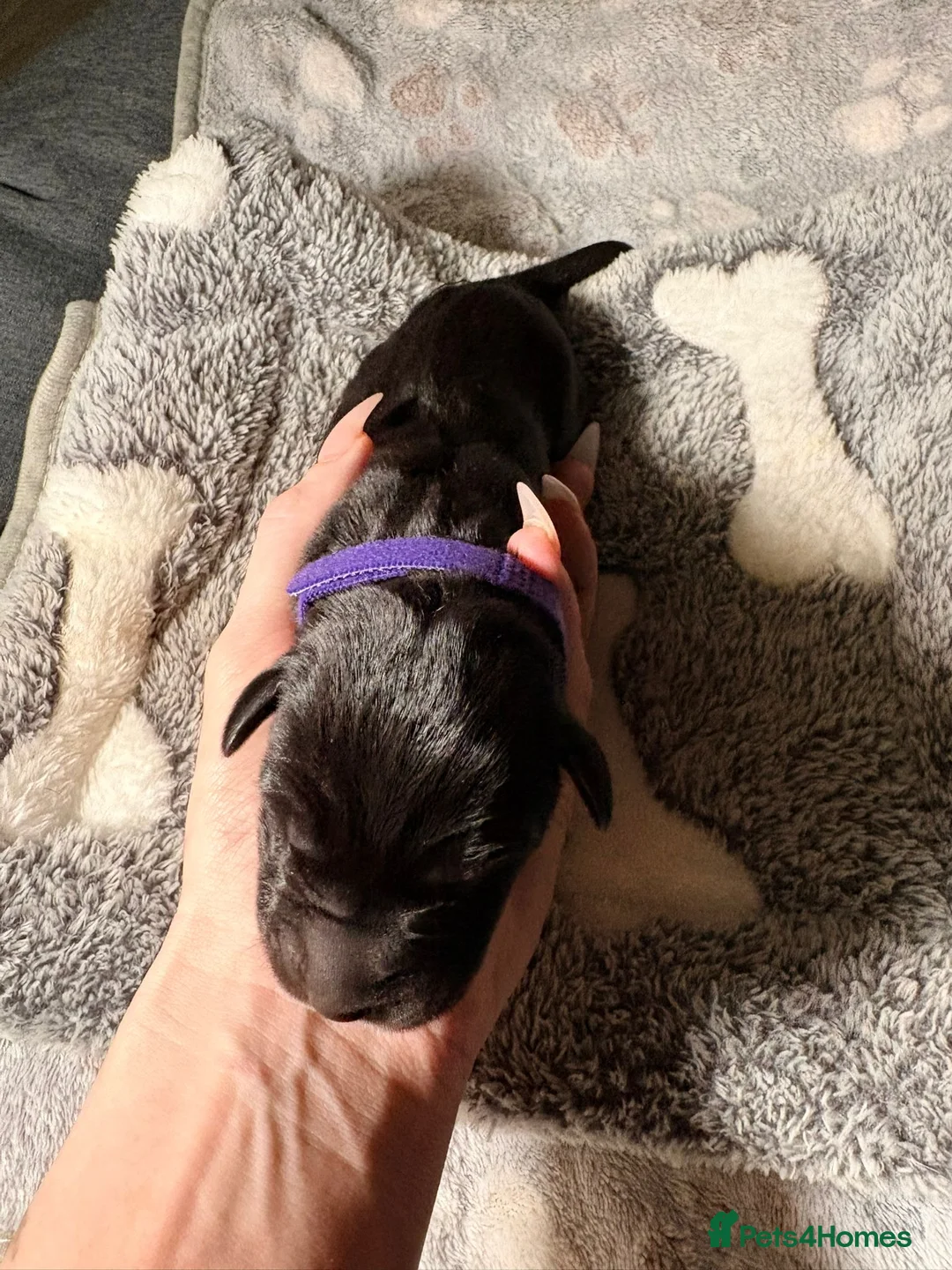 Great Dane dogs for sale: *** Only 3 remaining *** Great Dane puppies - Advert 16