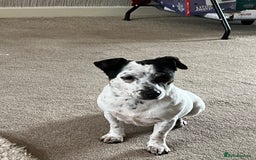 Jack Russell dogs for sale: Bonnie - Advert 5