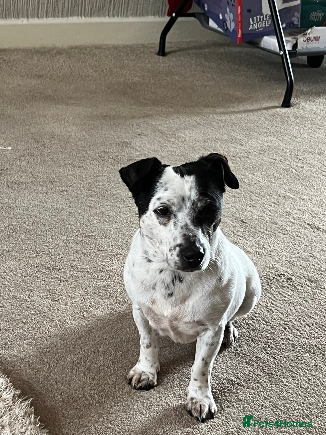 Jack Russell dogs for sale: Bonnie - Advert 5