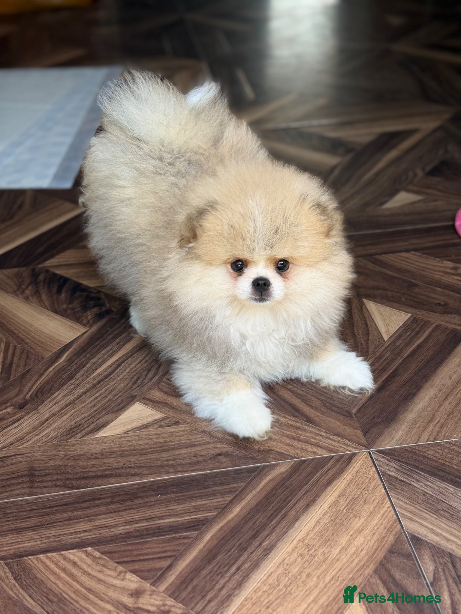 Pomeranian dogs Stunning Teddy Bear,KC Registered,Fluffy & Loving  - Advert 1