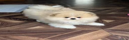 Pomeranian dogs for sale: Stunning Teddy Bear,KC Registered,Fluffy & Loving  - Advert 1