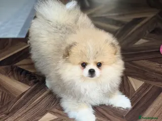 Pomeranian dogs Stunning Teddy Bear,KC Registered,Fluffy & Loving - Advert 7