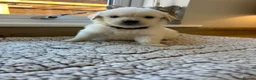 Golden Retriever dogs for sale: Gorgeous golden retriever pups - Advert 16