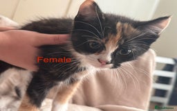 British Shorthair cats for sale: Now on her own, the last of the b&w triplets!! - Image 6