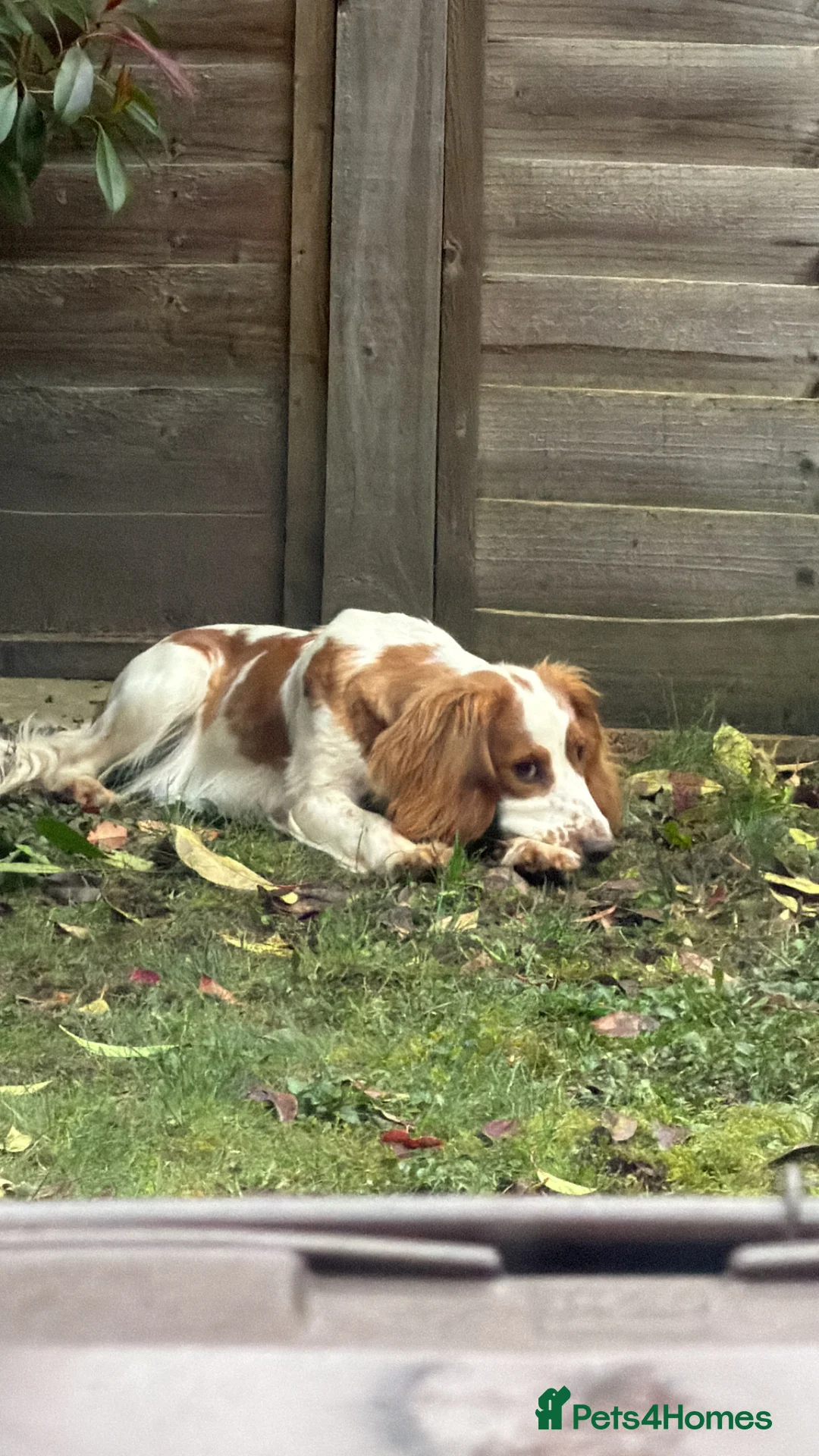 Cocker Spaniel dogs for sale: Met our beautiful girl  - Advert 4