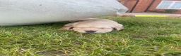 Golden Retriever dogs for sale: Golden Retriever Puppies in Thatcham - Advert 2