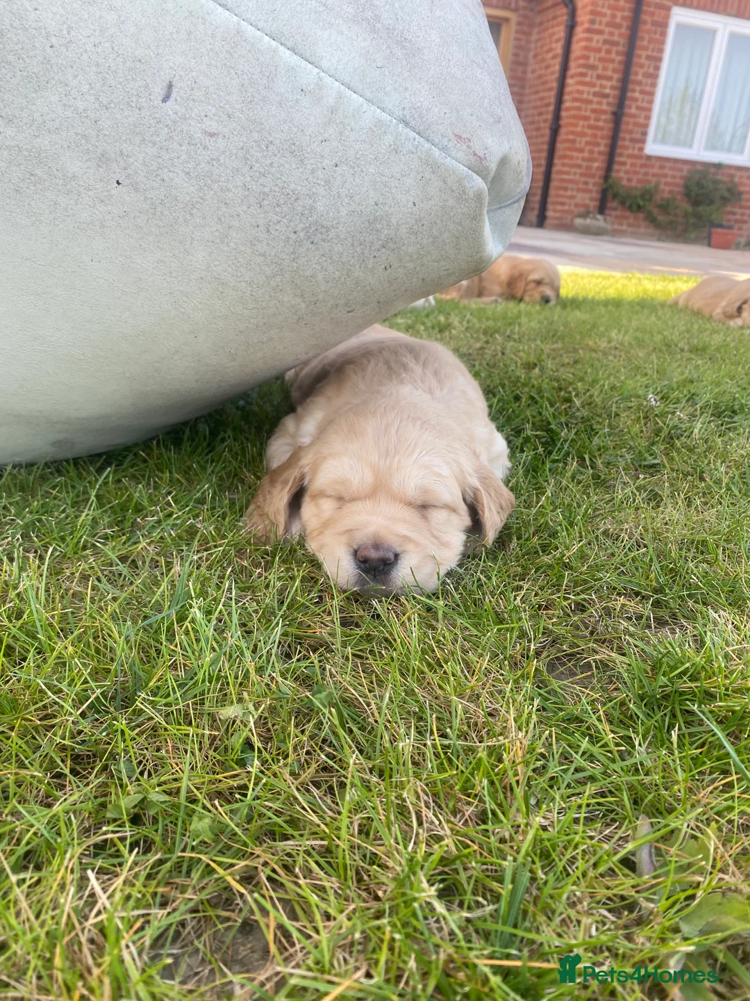Golden Retriever dogs for sale: Golden Retriever Puppies in Thatcham - Advert 2