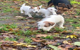 Parson Russell dogs for sale: 1 boy 1 girl parson Russel available - Image 5