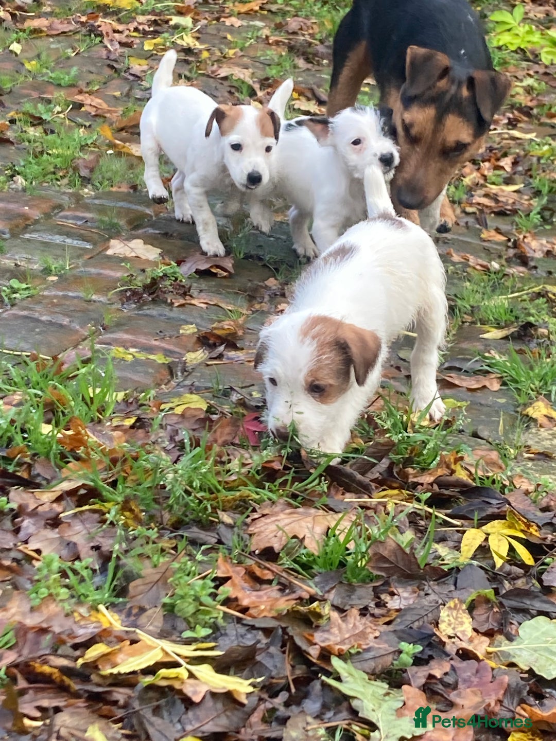 Parson Russell dogs for sale: 1 boy 1 girl parson Russel available - Image 5