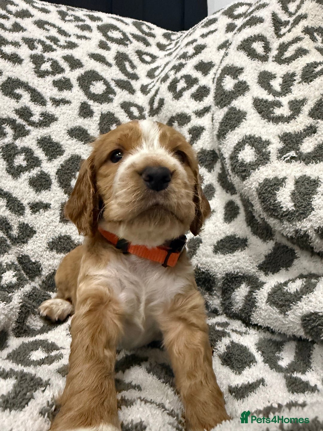 Cocker Spaniel dogs for sale: Beautiful cocker spaniels  - Advert 3