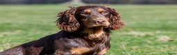 Cocker Spaniel dogs for stud: Working Chocolate & Tan Stud in Bedale - Advert 5