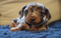 Miniature Dachshund dogs for sale: miniature dachshund puppies ready to reserve 🤍 - Image 23