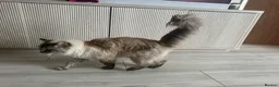 Ragdoll cats for sale: A loving home for our sweet boy 🐾❤️ - Advert 4